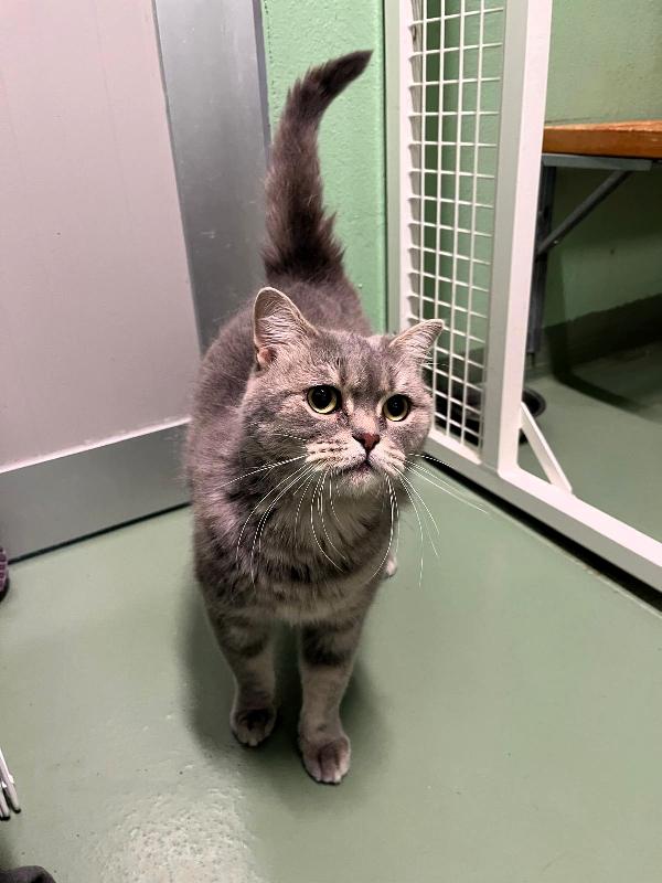 COCCA BELLISSIMA GATTINA Foto 1